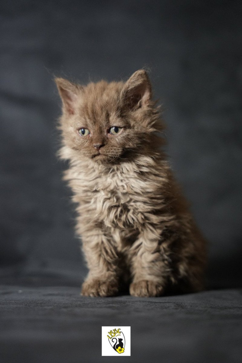 Yris du bois des calthas du bois des calthas Femelle Selkirk Rex Longhair