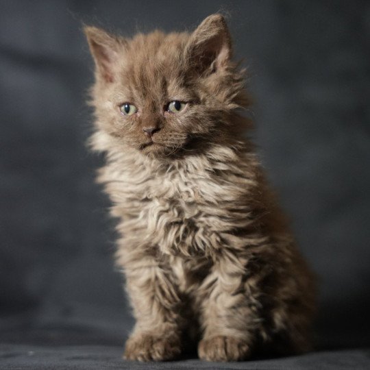 Yris du bois des calthas du bois des calthas Femelle Selkirk Rex Longhair