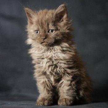 chaton Selkirk Rex Longhair chocolate smoke Yris du bois des calthas Chatterie du Bois des Calthas