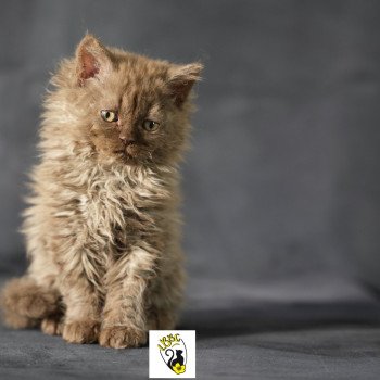 chaton Selkirk Rex Longhair chocolate smoke Yris du bois des calthas Chatterie du Bois des Calthas