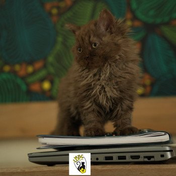 chaton Selkirk Rex Longhair chocolate smoke Yris du bois des calthas Chatterie du Bois des Calthas