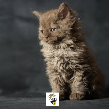 chaton Selkirk Rex Longhair chocolate smoke Yris du bois des calthas Chatterie du Bois des Calthas