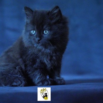 chaton Selkirk Straight Longhair black Wallis Chatterie du Bois des Calthas