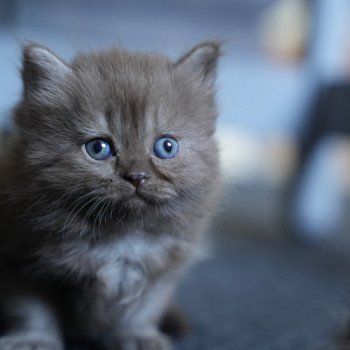 chaton Selkirk Straight Longhair Yara Chatterie du Bois des Calthas