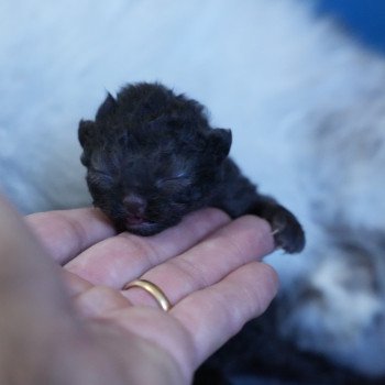 Chaton British Longhair Raïley du bois des calthas ❤ ONE WAY TRIP 2025 Chatterie du Bois des Calthas