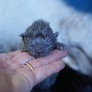 Chaton British Longhair Raïley du bois des calthas ❤ ONE WAY TRIP 2025 Chatterie du Bois des Calthas