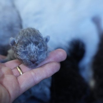 Chaton British Longhair Raïley du bois des calthas ❤ ONE WAY TRIP 2025 Chatterie du Bois des Calthas