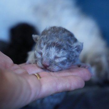 Chaton British Longhair Raïley du bois des calthas ❤ ONE WAY TRIP 2025 Chatterie du Bois des Calthas