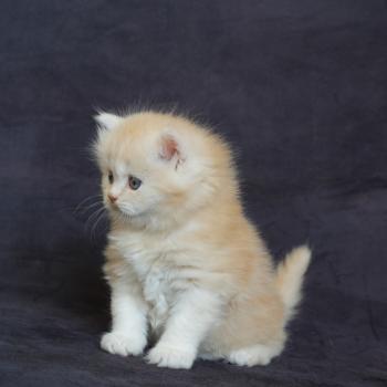 Chaton British Longhair URPIE ❤ JEFF 2026 Chatterie du Bois des Calthas