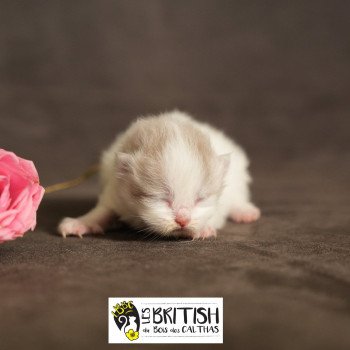Chaton British Longhair Valancia ❤ COOKIE FELINE CHRISTI 2025 Chatterie du Bois des Calthas Chaton British Longhair Valancia ❤ COOKIE FELINE CHRISTI 2025 Chatterie du Bois des Calthas